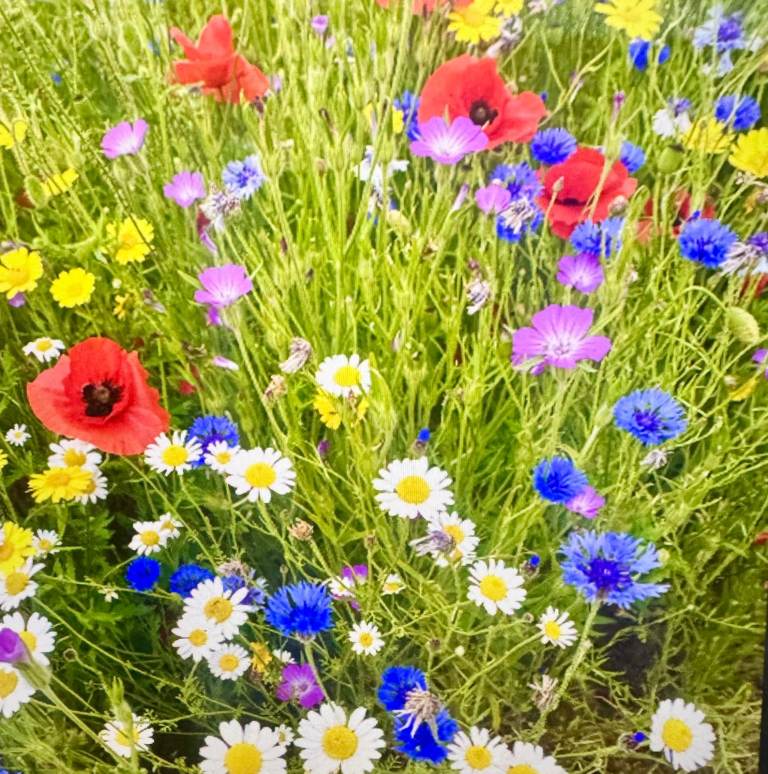 POOR SOIL WANTED FOR WILD FLOWER PROJECT