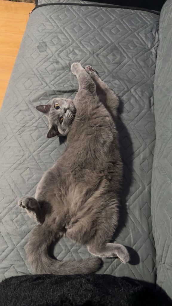 Beautiful British Shorthair Female – Neutered & Microchipped