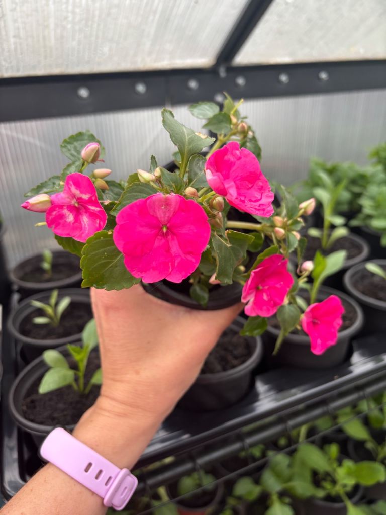 Pink Impatiens (Busy Lizzie) ONLY 3 LEFT