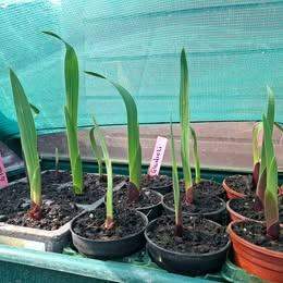 Gladiolus Giant Flowered Mix Gladioli Corms 50p each