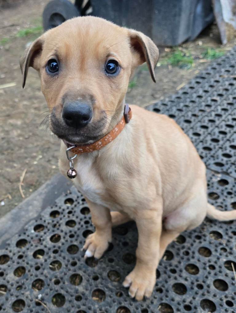 Lurcher puppy reserved
