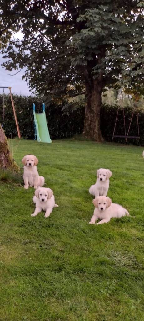 Golden retriever puppies