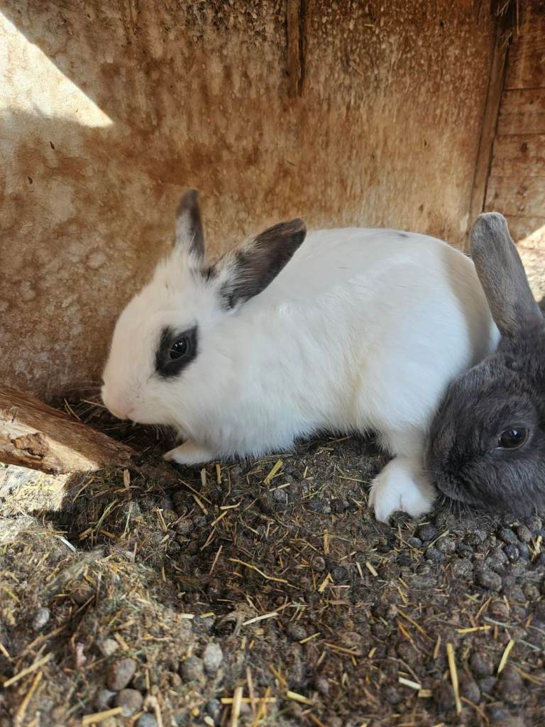 Rabbits for sale