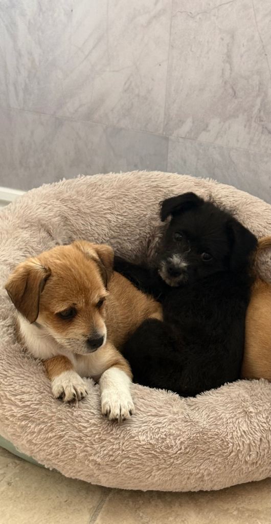 Yorkshire terrier cross border terrier puppies for sale