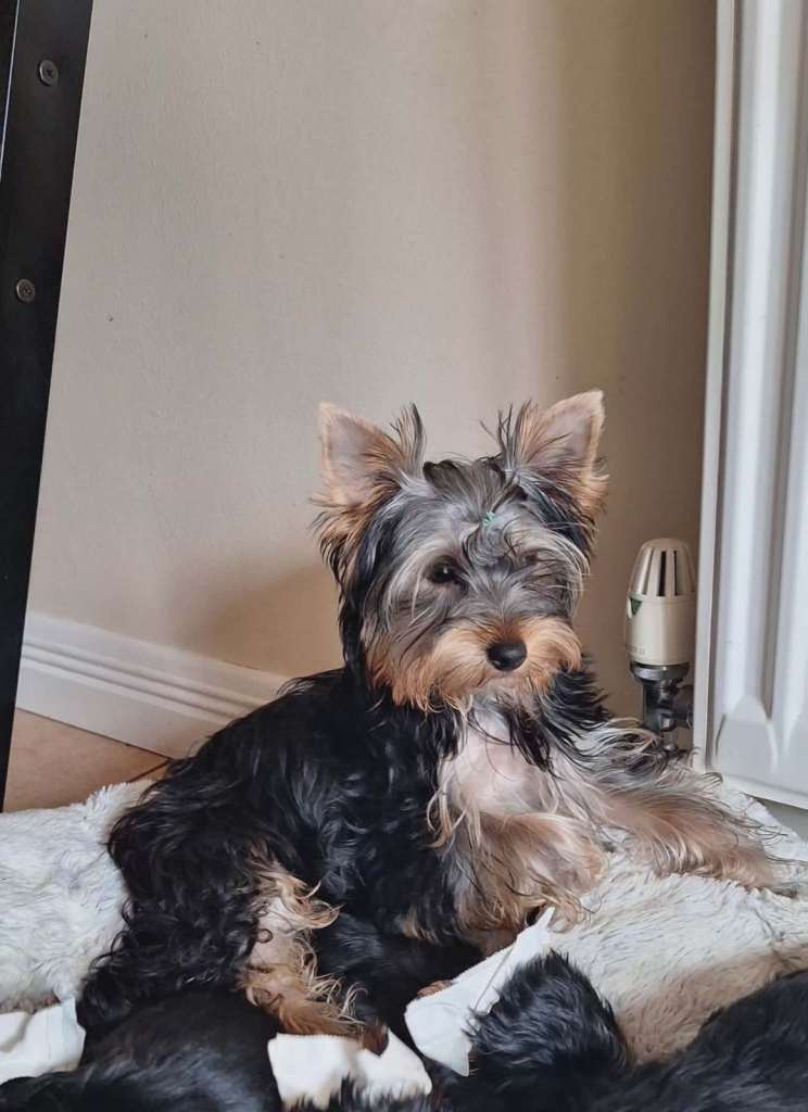 Yorkshire Terrier