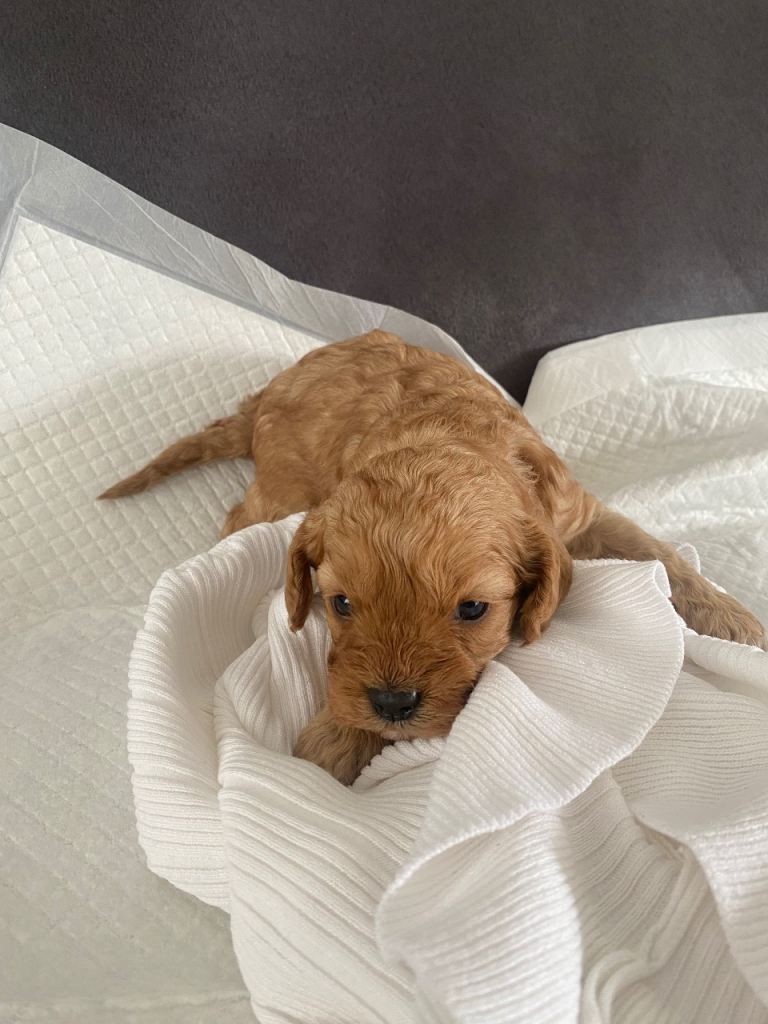Cavapoo puppies🐶 