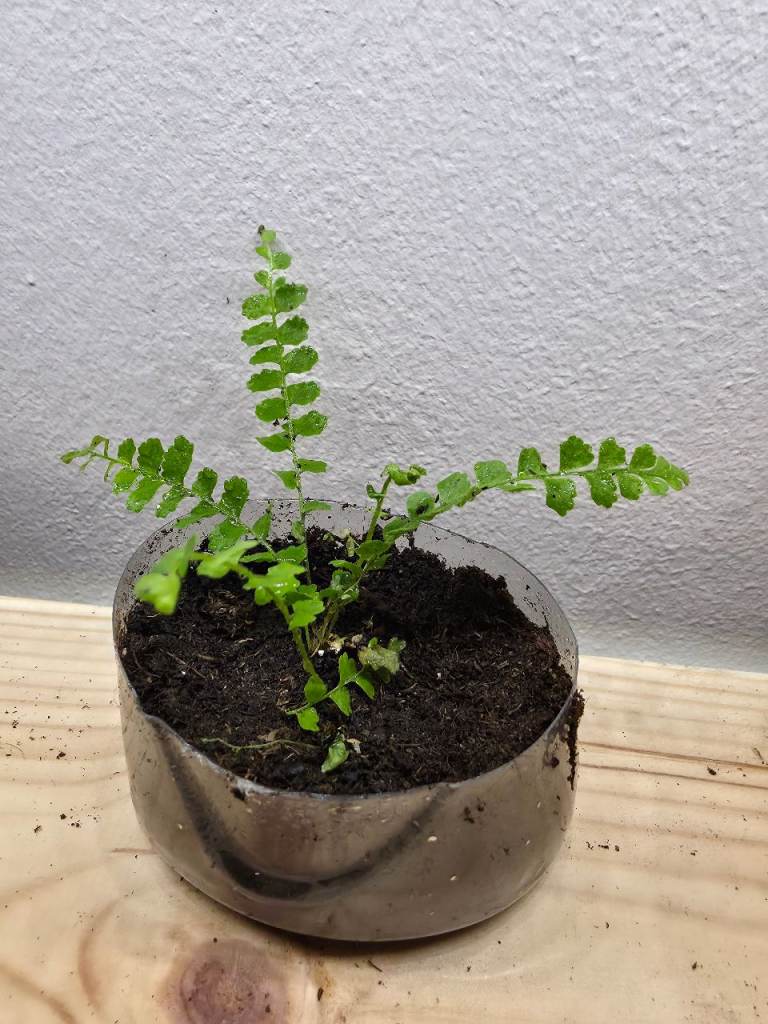 Lemon Button Fern (Nephrolepis cordifolia 'Duffii') citrus-like scent. Rooted