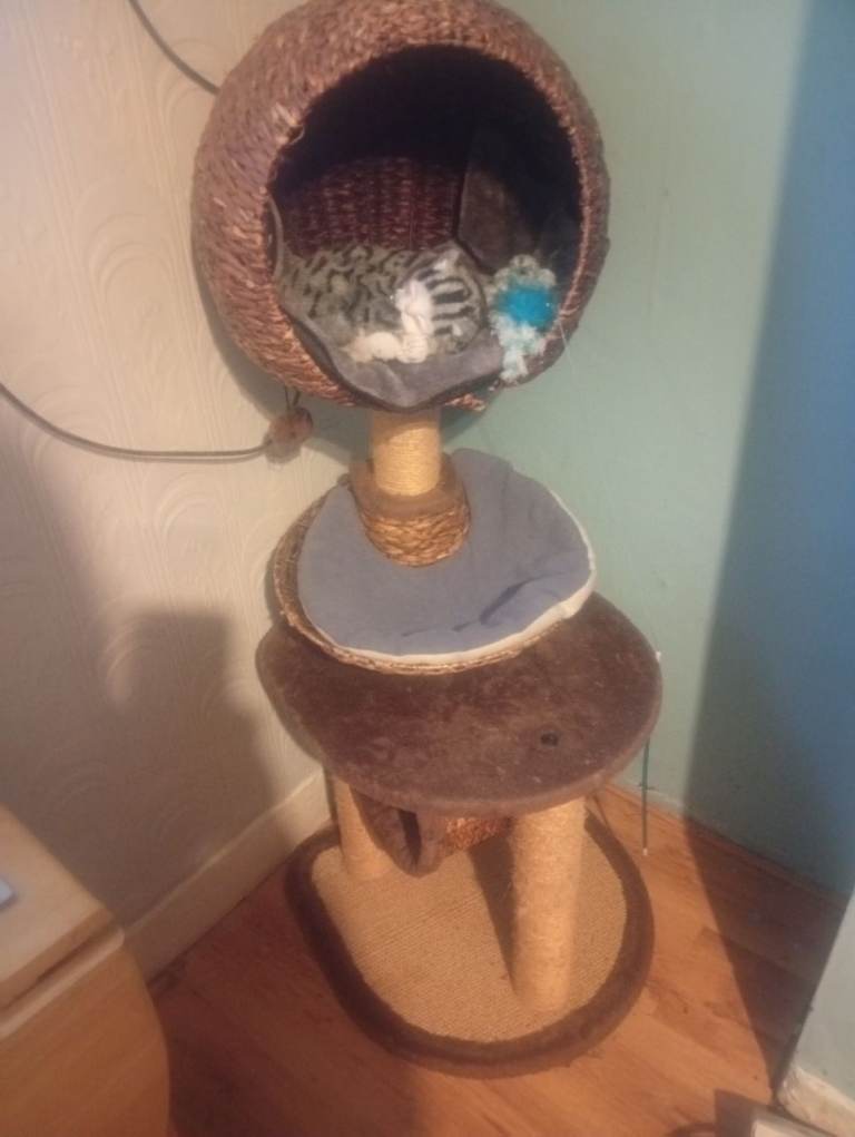 Cat posts bed 
