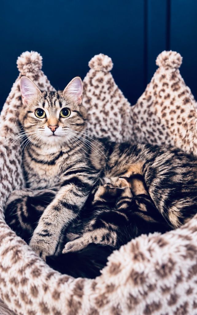 2 Beautiful maincoon cross kittens 