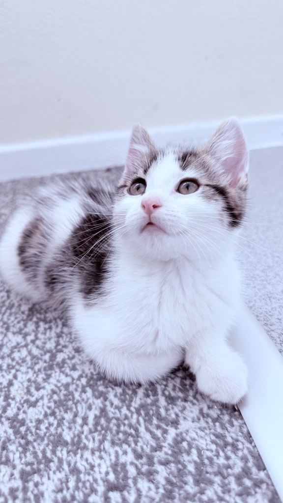 British shorthair male kitten 