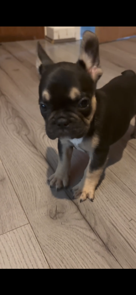 French bulldog