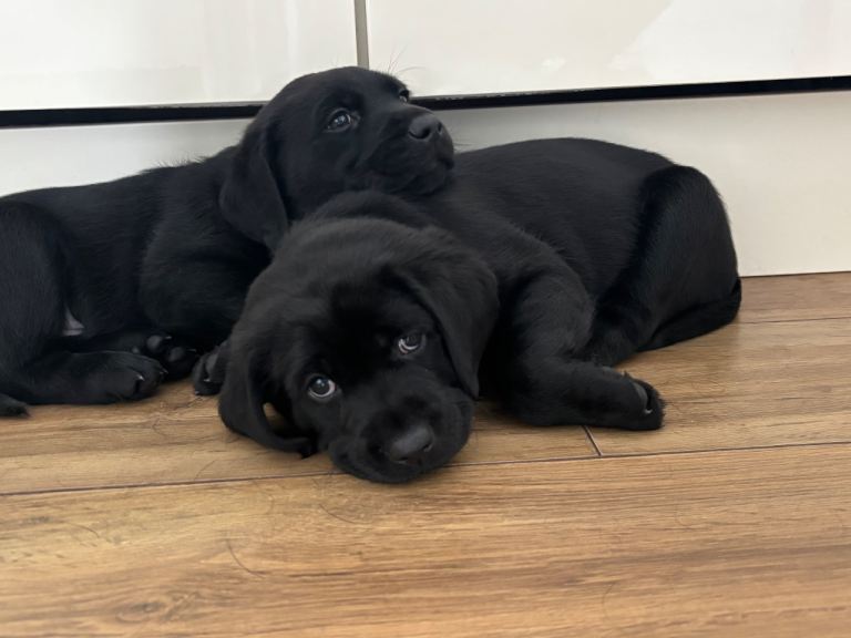 X1 male available 