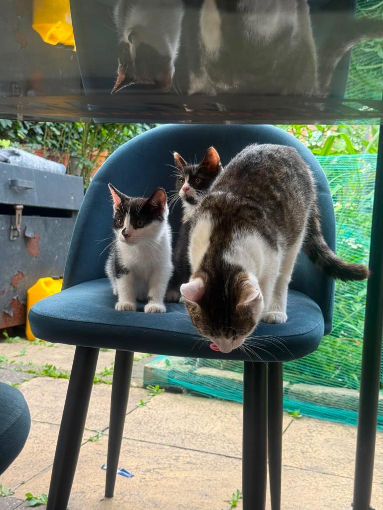 2 little cats for sale 