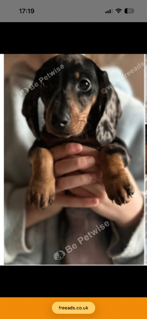 Female dachshund