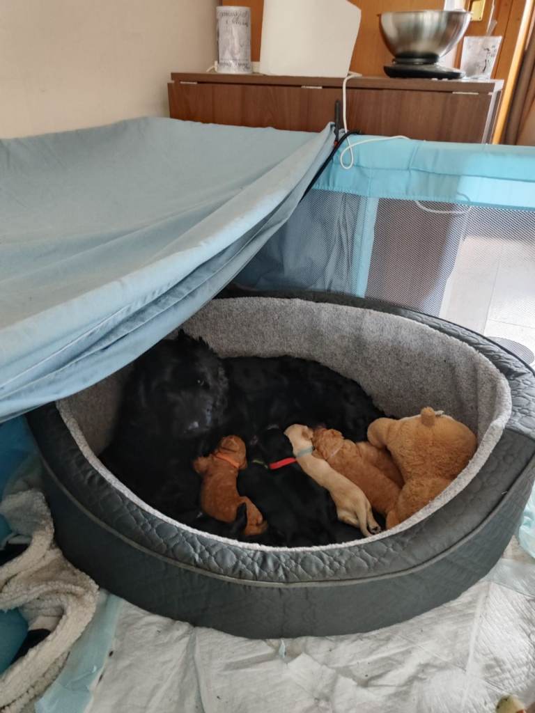 F2 Cockapoo puppies for sale, Midlothian