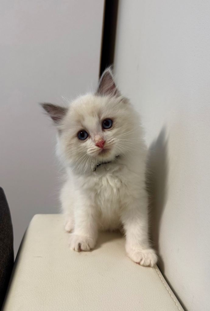TICA registered ragdoll for sale 