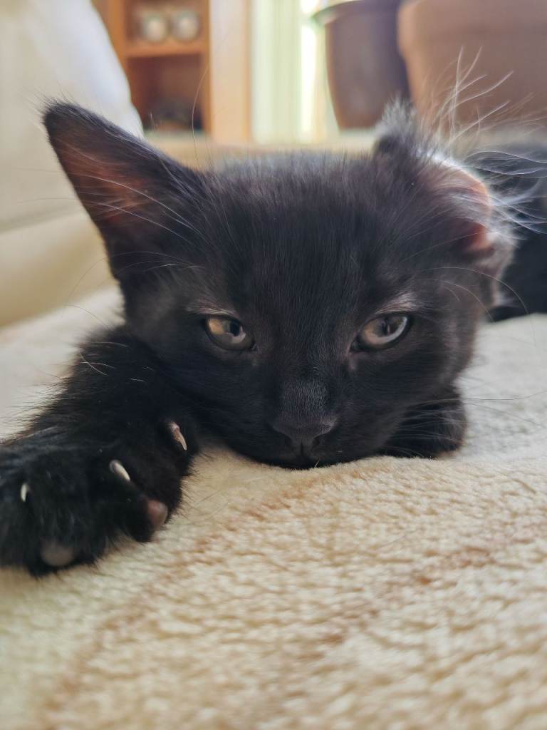 Female kitten
