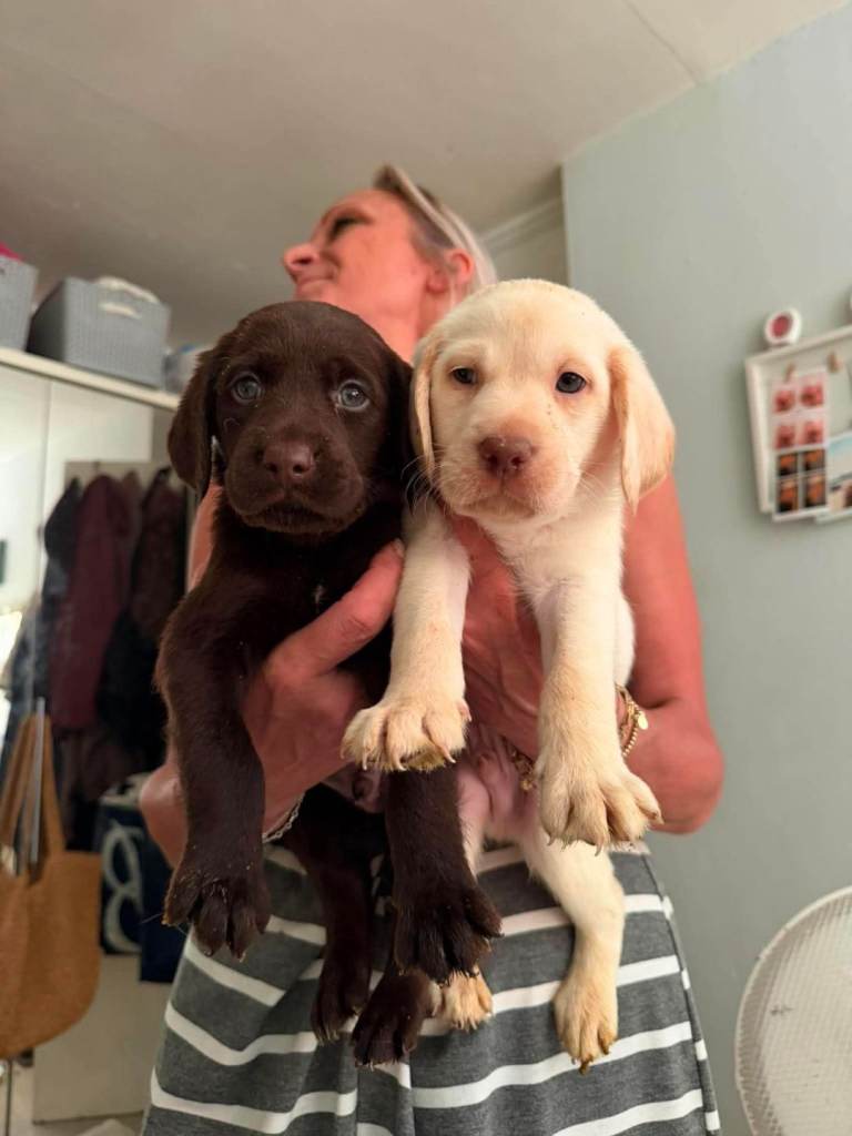 Beautful home raised standard labradoodle puppies for sale 