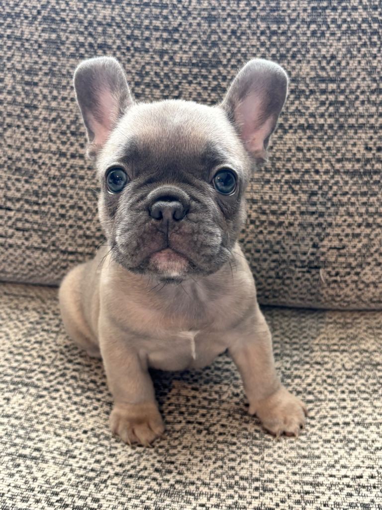 3 French Bulldog Puppies For Sale