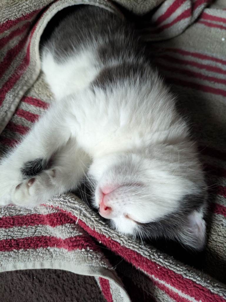 Kitten for sale 