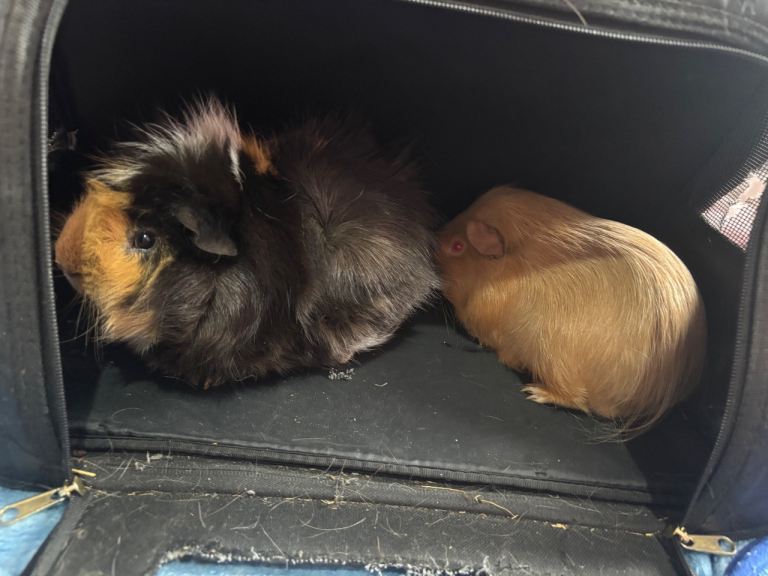 2 male guinea pigs 
