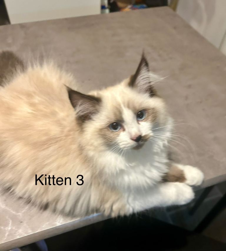 1 cute Ragdoll/Persian Left 