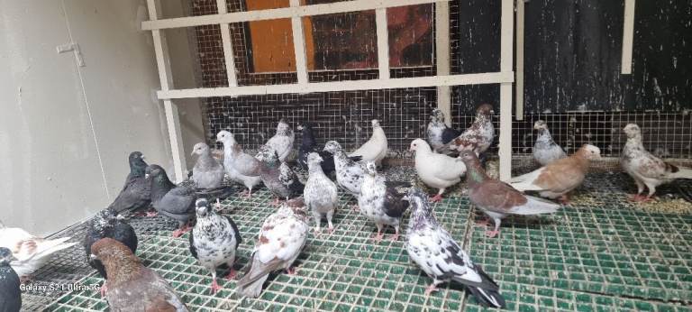 High fly pigeons for sale