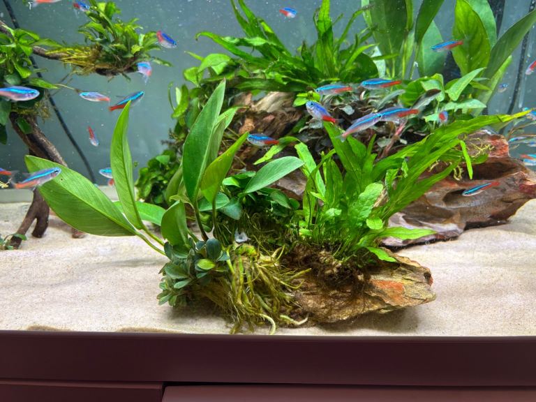 Dragon stone with a variety of live plants attached for fish tank aquarium 