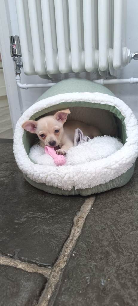 Female chihuahua puppy 