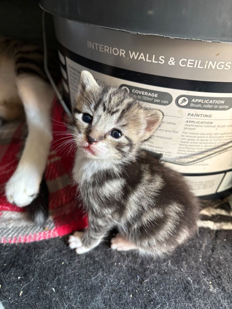 Kittens for sale