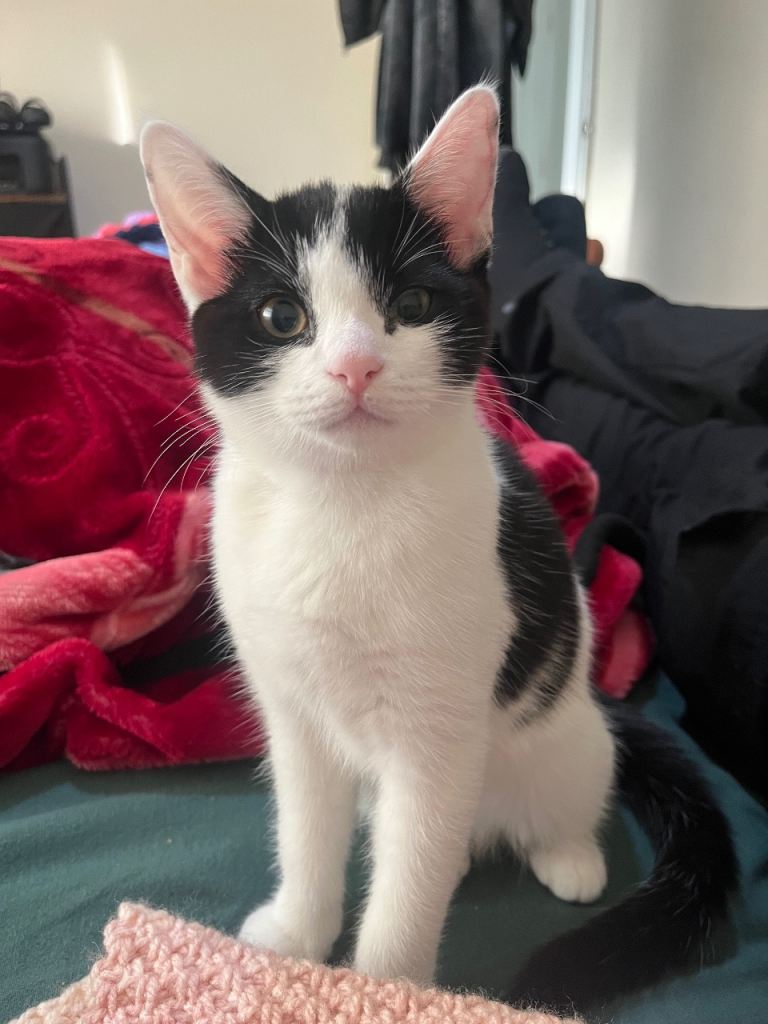 Female kitten for sale 14 weeks old 