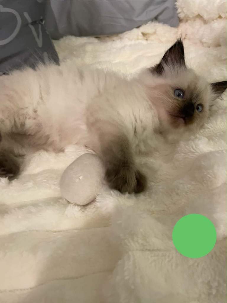 Ragdoll kittens