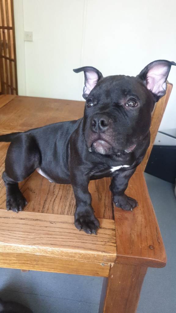  Beautiful Male Pocket Bully Puppie