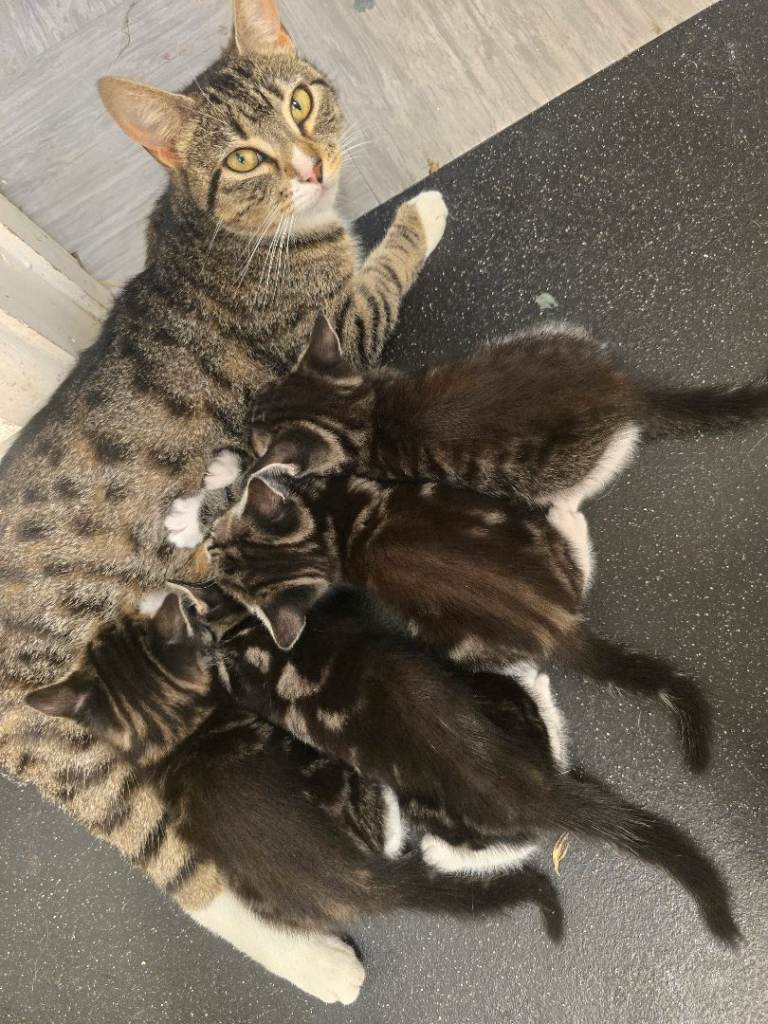 Fluffy tabby Kittens