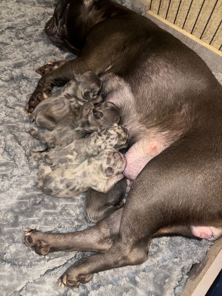 FAWN&BLUE MERLE PUPPIES TOP QUALITY🐾