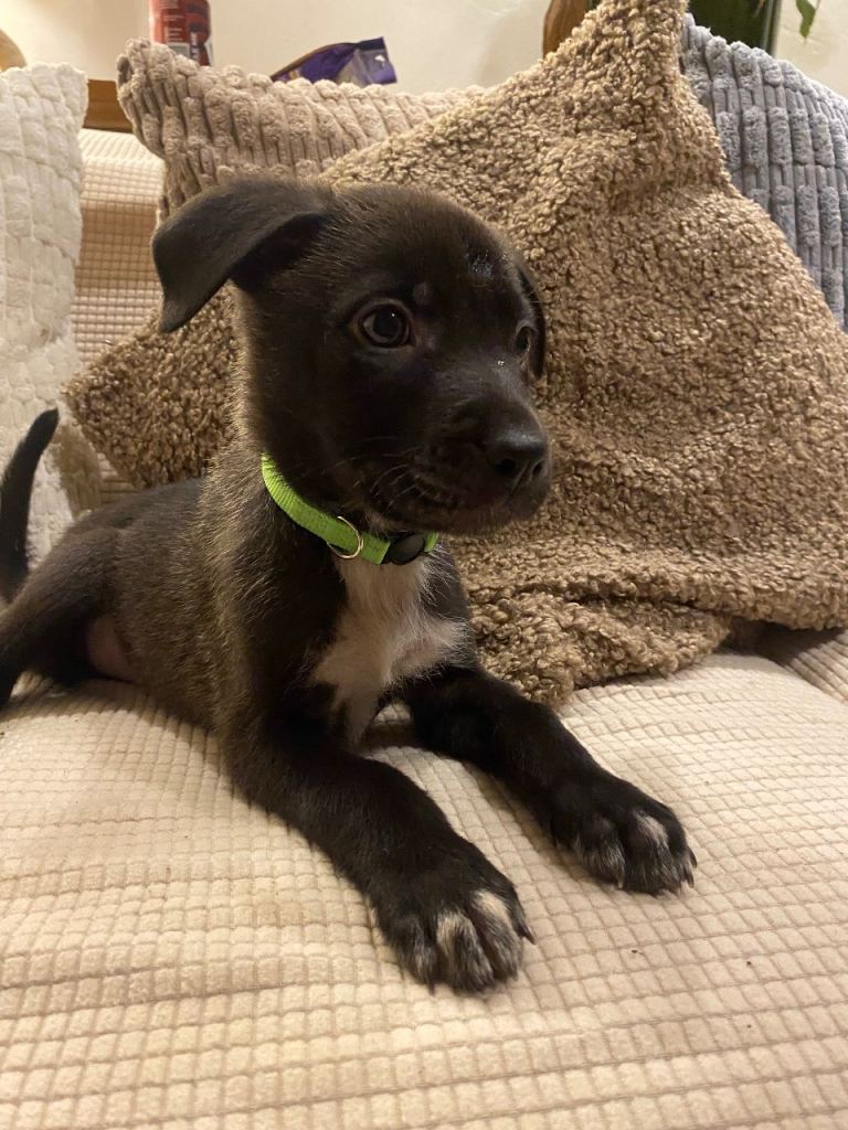 German shepherd cross pups 