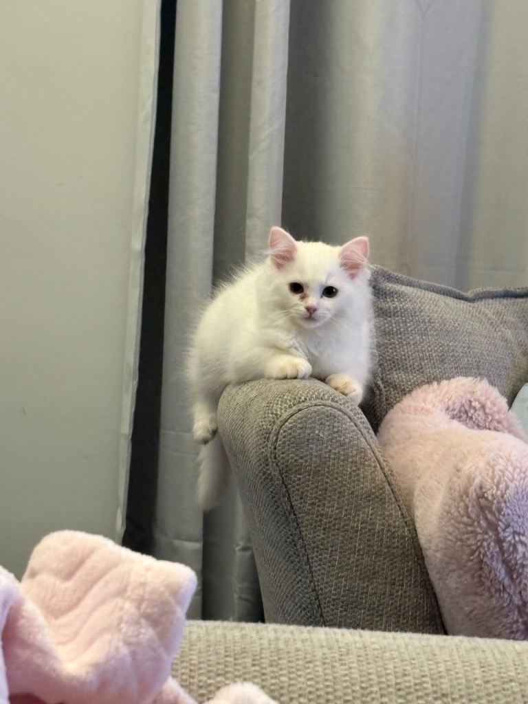 Ragdoll x male 4 months