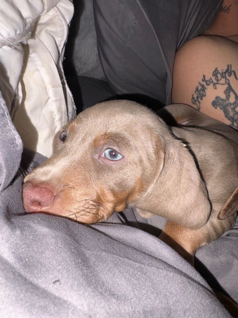 Miniature dachshund puppies for sale