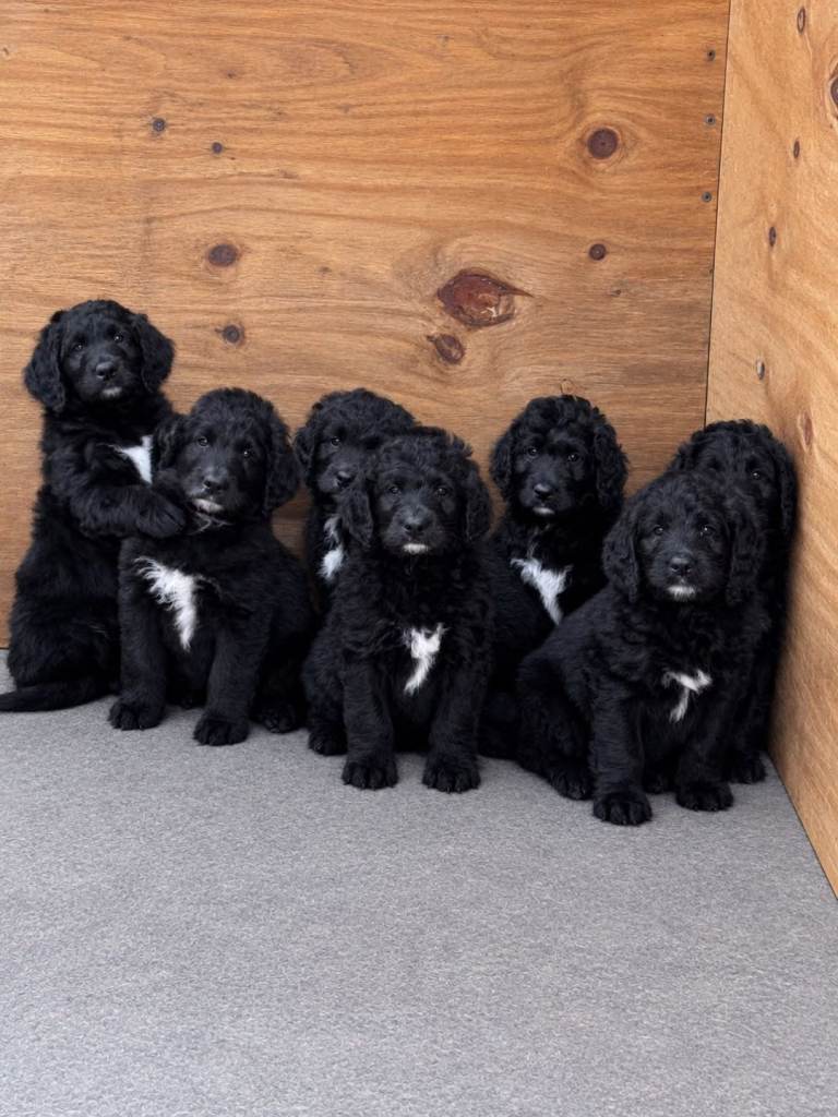 St. Berdoodle Puppies