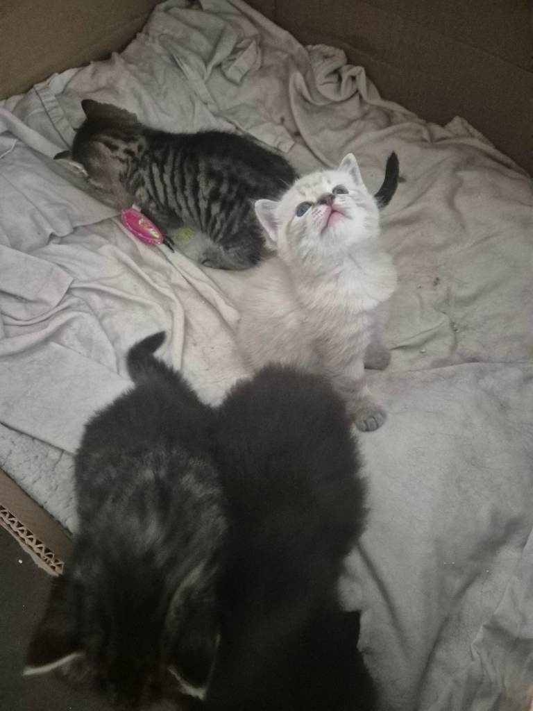 Ragdoll x kittens for sale 