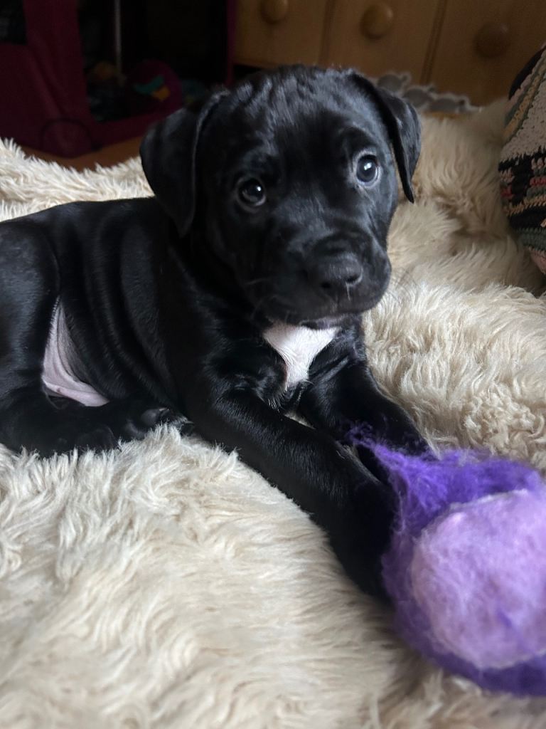 🐶 Staffy × Mastiff Puppies – Family Raised, Loving Homes Needed