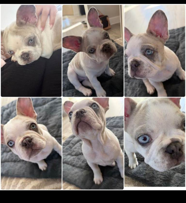 French bulldog pups