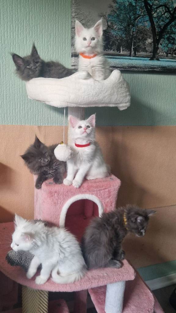 Pure breed maine coon kittens