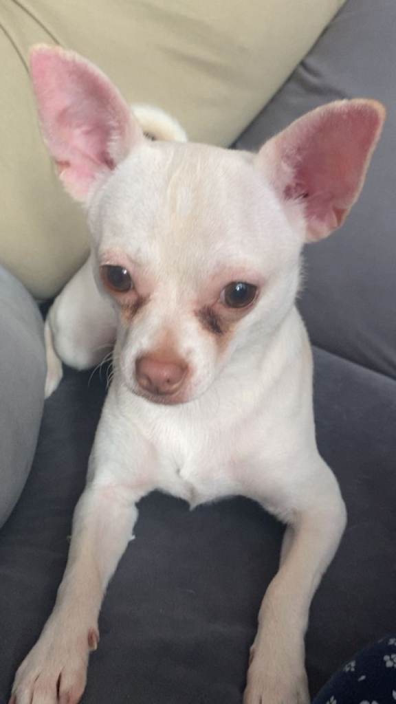 Chihuahua boy 7 months