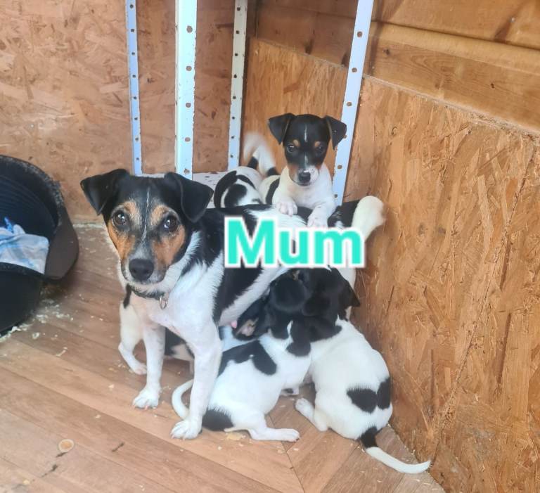 Jack Russell puppy 
