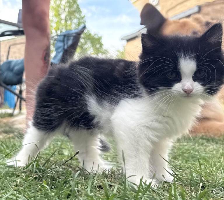 4 kittens for sale 
