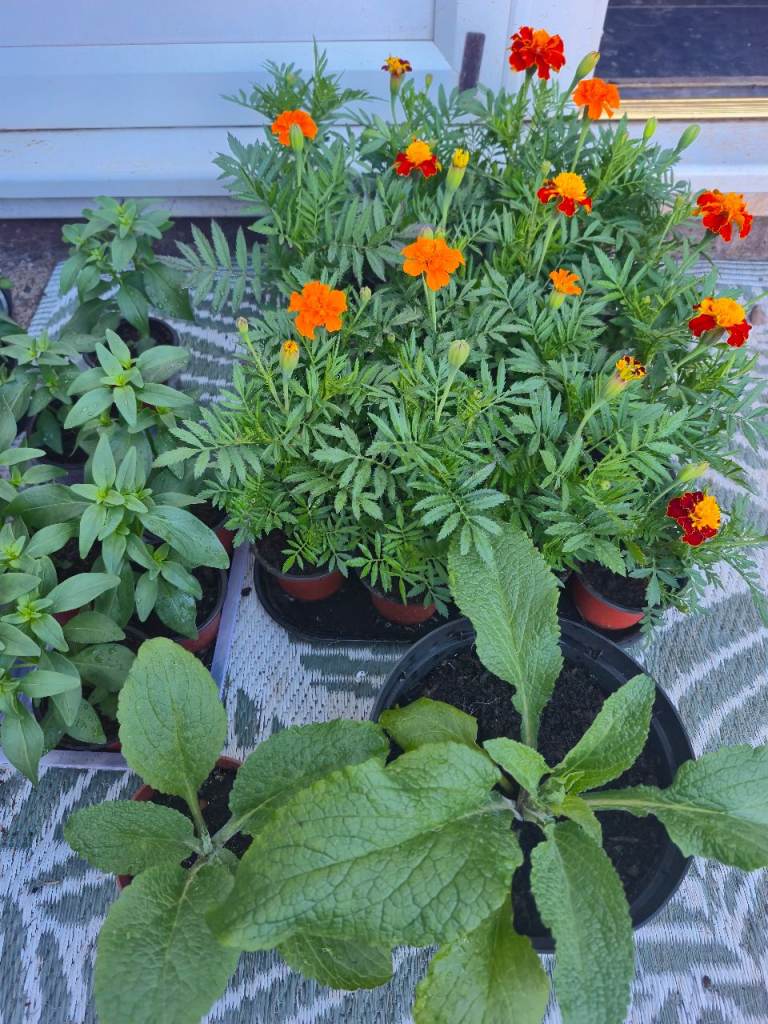 Dwarf french marigolds- need gone today