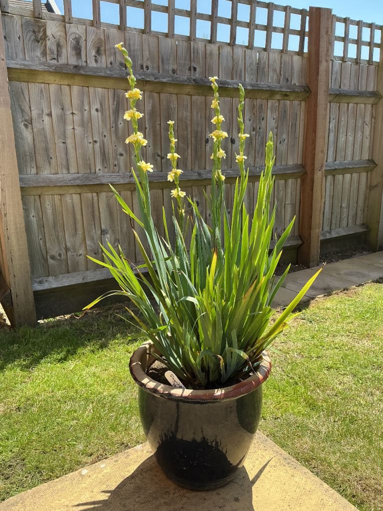 Well established yellow eyed grass in ceramic pot