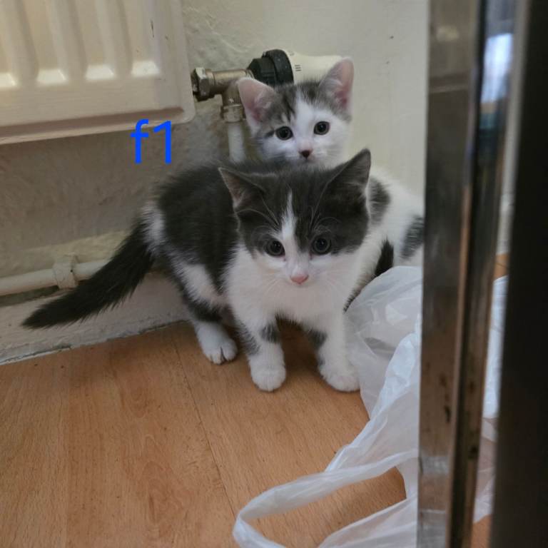 4 Kittens for sale, ready to go