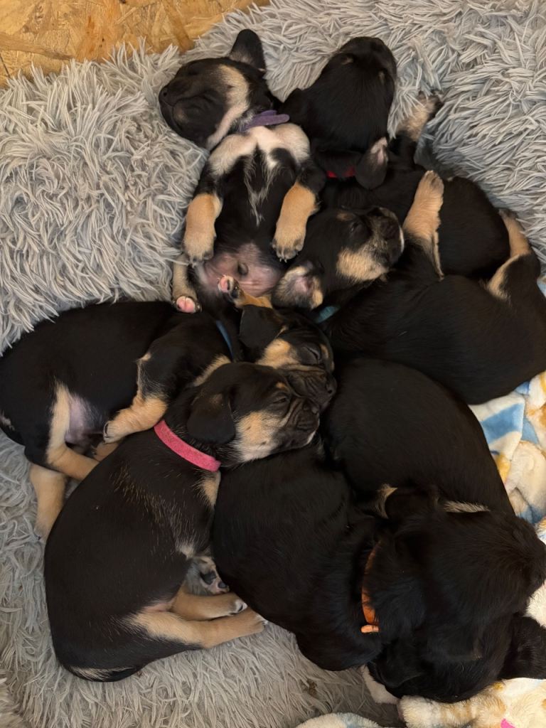 Frenchie x cockapoo puppies